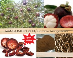 240 CAPSULES MANGOSTEEN Garcinia Mangostana Mangustan Organic Wild Crafted Herbs