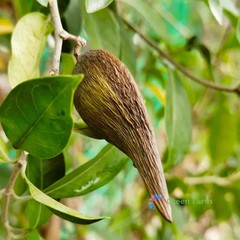 20 Seeds Gymnema Sylvestre Traditional Useful Herb Plants Perennial Tree Vine