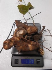 Chaney Root – SMILAX BALBISIANA Cocolmeca ROOTED LIVE PLANT- Herbal 1.5Lbs