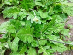 120 CAPSULES Gynura Divaricata Leaves Daun Dewa PURE Organic Wild Crafted Herbs