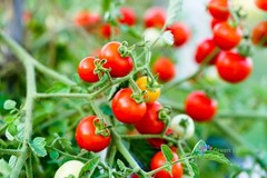 10 Seeds Red Currant Tomato Smallest Edible Juicy Fruit Unpretentious Plants