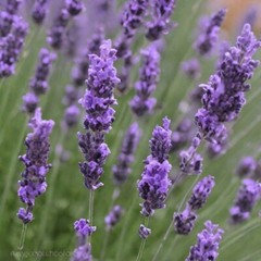 Bulk Lavender Flower Buds Lavandula Angustifolia 1oz Herbal Grade Smell USA