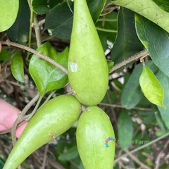 20 Seeds Gymnema Sylvestre Traditional Useful Herb Plants Perennial Tree Vine