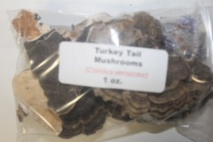 1 oz. Turkey Tail MUSHROOM (Coriolus vesicolor)