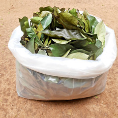 200+ ORGANIC Dried Soursop Leaves Herbal Tea Annona Hojas De Guanabana Graviola