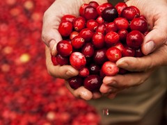 natural cholesterol reduction – Concentrated Cranberry 50:1 1B – cranberry oil