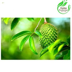 Dried Soursop Leaves Natural Graviola Herbal Tea Whole Leaf Premium Quality