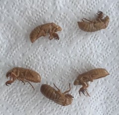 Cicada Exuviae Exoskeleton Shells 17 Year 1g Chan Tui Chinese Herbal Medicine