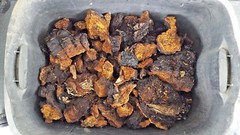  Wild Harvested Chaga Mushroom Double Extract Tincture 2 oz
