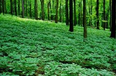 Half Wild American Wisconsin 7 years Ginseng 正宗美国威州半野生花旗参(7年中泡参)-U.S Seller