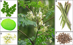THREE ORGANIC FRESH MORINGA OLEIFERA (3) 6″ CUTTINGS FREE SHIPPING! FROM FL USA