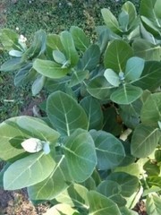 Calotropis Procera Leaves Powder Sodom Apple Herb Dried Ceylon Organic