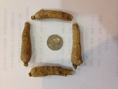 Ginseng from Wisconsin USA 7 years 1LB Strand #2
