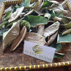 Daun Durian (Durio zibethinus) Dried Leaves