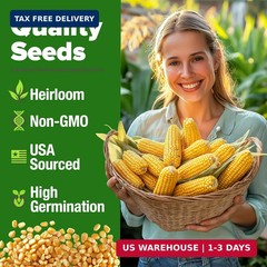 Golden Bantam Sweet Corn Seeds 100+ Heirloom Non-GMO Seeds for Planting, High Ge