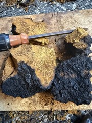 Fresh Harvested Chaga Mushroom hand ground powder