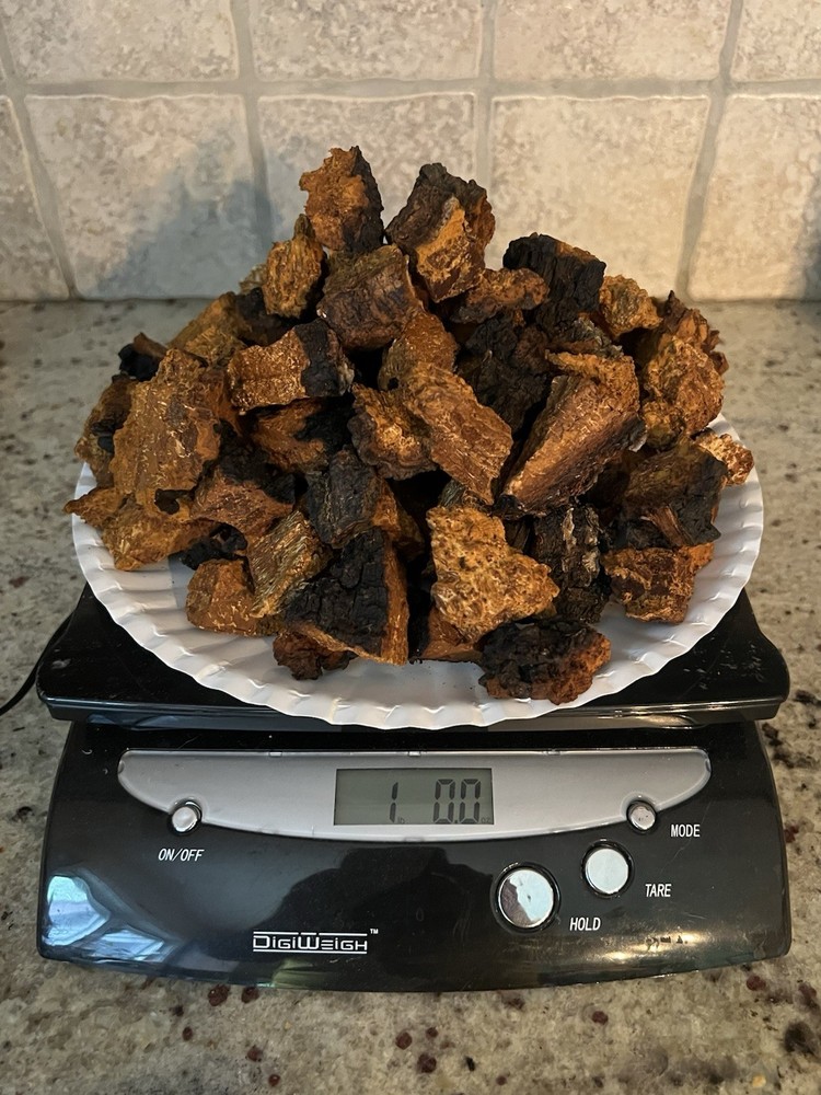 1 POUND OF PREMIUM ORGANIC WILD WEST VIRGINIA DRIED CHAGA MUSHROOM CHUNKS