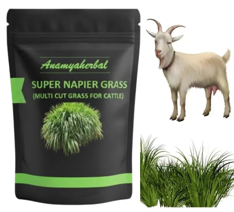 Super Napier Grass Seebs for Goat, High Yield, Cattle Fodder (50 GM to 1000 GM)