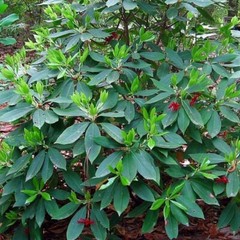 Anise Star Essential Oil | 1-4 floz | 100% Pure Natural Hand Crafted