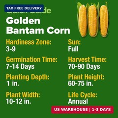 Golden Bantam Sweet Corn Seeds 100+ Heirloom Non-GMO Seeds for Planting, High Ge