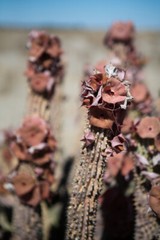Pure Herbs: Hoodia – 1 oz.