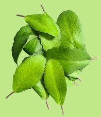 Bulk Miracle Leaf, 1 oz (leaves only) (10+)