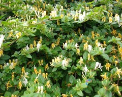 100 Seeds Lonicera Japonica Golden And Silver Japanese Honeysuckle Sweet Nectar
