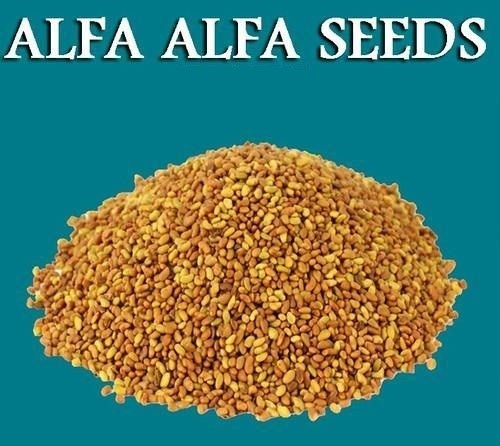 Alfalfa Seeds Lucerne Seeds Medicago Satia Seeds Alfa Seeds Grass Seeds – F/S