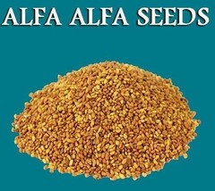 Alfalfa Seeds Lucerne Seeds Medicago Satia Seeds Alfa Seeds Grass Seeds – F/S