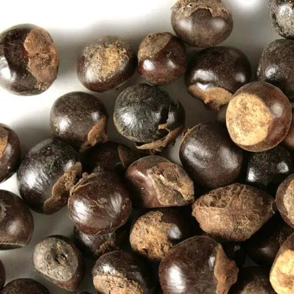 Guarana Seed Whole (Paullinia cupana) – by NY Herb – FREE SHIP