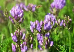 Organic Alfalfa Seeds for Sprouting – Non-GMO, Sproutable – by Food To Live