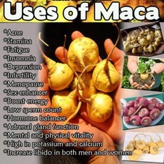 wellness formula – MACA PLUS 1300MG 2B – maca herb
