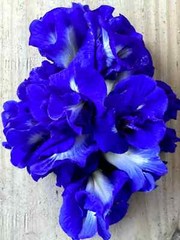 Butterfly Pea Blue 100% Organic Tea Dried Flower Natural Herbal Pure Drink +++++