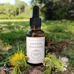 Organic Japanese Knotweed Extract, Knotweed tincture, Wild Hu zhang
