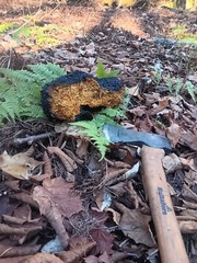 Pure birch Chaga Mushroom small ready to use chunks, harvested in remote areas