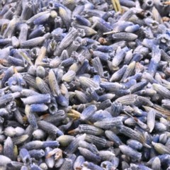 Wholesale!! Lavender Flower/Buds Premium Ultra Blue Dried Whole-4 oz, 1,2,3 lbs