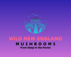 Mushroom Powders – Chaga, Reishi, Oyster, Birch, Artist’s Conk, Red-Belted 6 oz