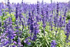 Hyssop Dried herb ( Hyssopus Officinalis ) ORGANIC from Carpathian Mountains UA
