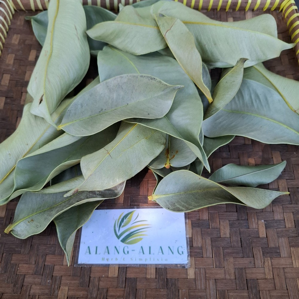 Daun Manggis (Garcinia mangostana) Mangosteen Dried Leaves