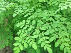 IMMUNE BOOST ORGANIC, FRESH MORINGA LEAVES (1000+) 4-8 oz FREE SAME DAY SHIPPING