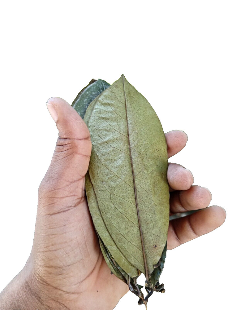 60Pcs Soursop Leaves / Hojas de Guanabana / Annona GRAVIOLA Natural Organic Leaf