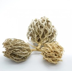 Rose of Jericho Flower of Maryam Anastatica hierochuntica 70 g كف مريم