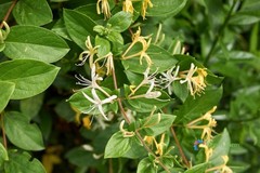 100 Seeds Lonicera Japonica Golden And Silver Japanese Honeysuckle Sweet Nectar