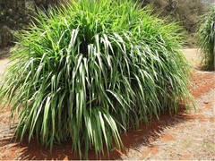 Super Napier Grass Seebs for Goat, High Yield, Cattle Fodder (50 GM to 1000 GM)
