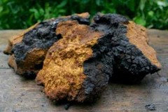 Chaga Mushroom Fine Powder Wildcrafted | 2oz to 5lb | 100% Natural Hand Crafted