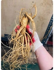 Korean Red Ginseng Root 6years *fresh* 1kg *man’s health*