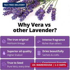 HOME GROWN Non GMO English Lavender Seeds 1,500+ Wildflower Seed for Planting In