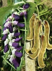 30 Seeds Black Organic Mucuna Beans Mucuna Pruriens For Growing And Food