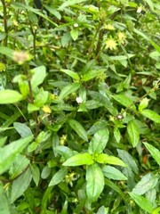 Organic Eclipta Prostrata False Daisy Leaves Ceylon Premium Grade Herbs