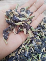 Blue butterfly pea flower (asian pigeonwings)